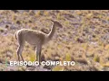 Lagu El Altiplano Andino: Mundo De Extremes | Paisajes Por Descubrir 103