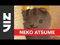 Neko Atsume Kitty Collector Where Am I Meow - Tower of Kitties