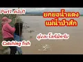 Download Lagu ยกยอน้ำแดง#แม่น้ำป่าสักปลาเข้าเป็นฝูงหมานอีกแล้ว#คลิป1#fishing #catchingfish #thailand #Part1#Ep909