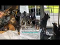 What My Dogs Think Of Their New Puppy Brother