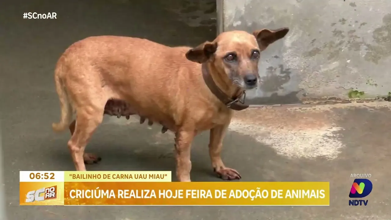 Bailinho de Carnaval: 'Carna Uau Miau' em Criciúma com mutirão de adoção de animais