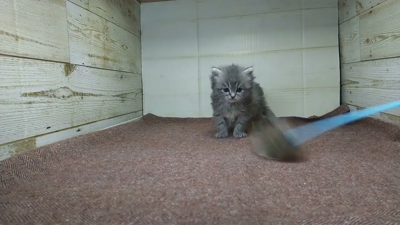 動画
