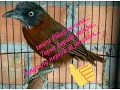 Download Lagu Suara pikat burung Tepus kepala kelabu langsung nemplok di jebakan....