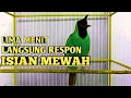 Download Lagu Auto Emosi | Pancingan Cucak Ijo Gacor ngentrok