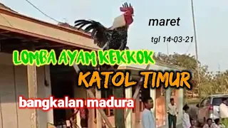 Download LOMBA AYAM KEKKOK KHAS MADURA DI KATOL TIMUR MP3