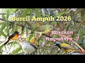 Lagu Suara Pikat Burcil Ampuh 2026