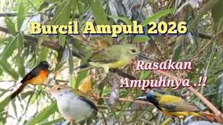 suara pikat burcil ampuh 2026