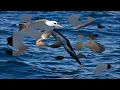 Fleetwood Mac ~ Albatross  (1968)