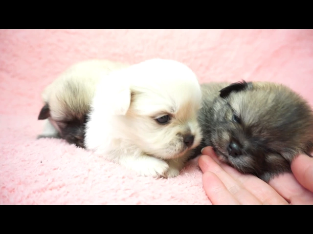 動画