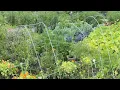 The easiest trellis in the world