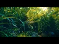 Download Lagu Attom - Sunbeams