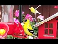 Download Lagu LIVE - Ontario Bird Feeders - 2025-06-20