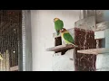 Merdunya Suara Burung kicau Love bird