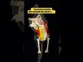 The Muscle Behind Side Bending External Oblique Explained