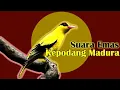 Lagu SUARA EMAS KEPODANG MADURA || PAS BUAT PANCINGAN