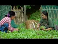 Download Lagu Oogst de eerste oogst groenten om te verkopen, plant meer bloemen om het huis te versieren