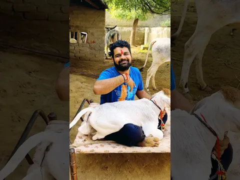 डायपर भेज दो कोई ❤️😂 #gouseva #goumata #cow #cowvideo #youtubeshorts #shortsfeed #radhakrishna