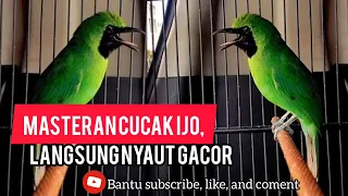 masteran cucak ijo cocok untuk pancingan pangi langsung gacorr cucakijo