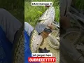 Download Lagu anak kecil dapat babon gabus #shorts #casting #snakehead #mancing #gabus #toman