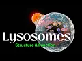 Lysosomes Structure and Function biology Cell Biology