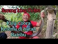 Download Lagu Mengejar ular King Cobra!! Larinya secepat kilat di hutan bambu tidak jauh dari TKP!! 