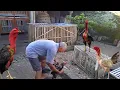 Download Lagu KAKEK MEMBERI MAKAN 15 EKOR AYAM BANGKOK BIRMA DI SORE HARI, LIHAT KOLEKSINYA | 17 Oktober 2023