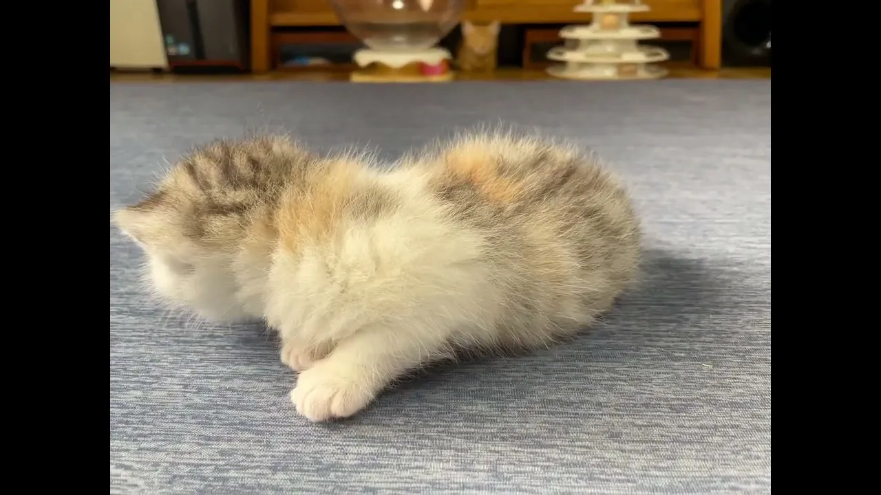 動画