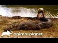 Steve s Favorite Creatures of SEASON 6 The Crocodile Hunter Animal Planet