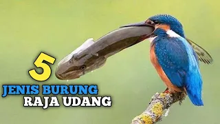 5 jenis burung raja udang paling cantik no 4 sedikit aneh