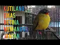 Download Lagu SUARA BURUNG KUTILANG EMAS BETINA MEMANGGIL JANTAN