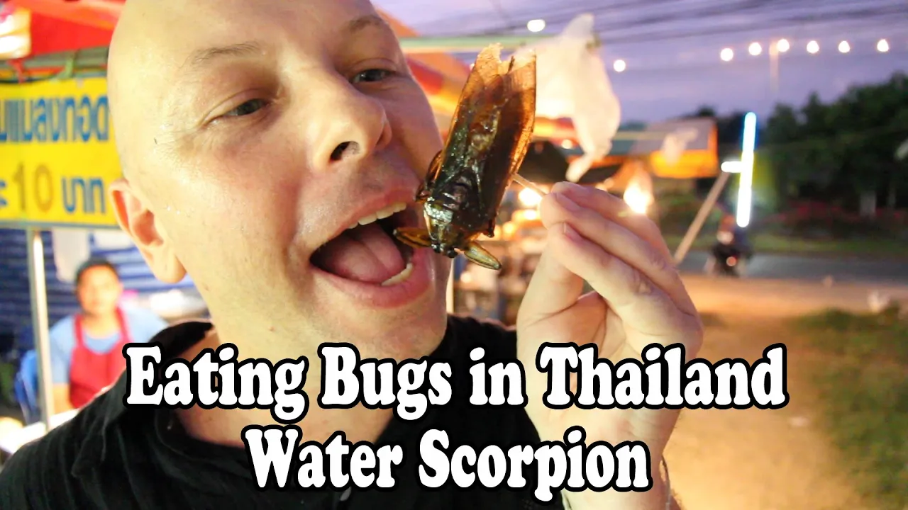 Eating Bugs and Insects in Thailand: Giant Water Bugs. Bizarre Thai foods!