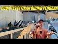 Download Lagu PANEN PIYIKAN LANGSUNG LOP MERPATI PERDANA GIRING