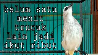 Download suara trucukan ini bikin trucuk lain emosi langsung ikut ropel dan gacor MP3