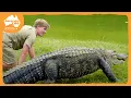 Robert Irwin feeds our awesome gators Irwin Family Adventures
