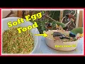 Download Lagu Cara Membuat Pakan Telur Lunak untuk Burung Finch Anda. Untuk Pengondisian \u0026 Pemeliharaan Anak Ayam