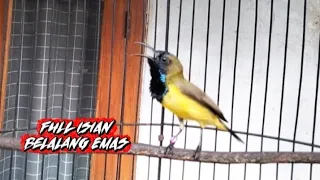 masteran sogon isian belalang emas sogon gacor isian belalang emas 