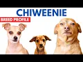 Chiweenie Dog Breed Profile Chiweenie Dog History Price and Behaviour with Kids