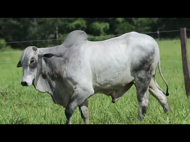 Touro Nelore ROZZ - 2476