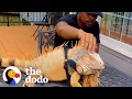 Clingy Iguana Wants To Do Everything His Dad Does The Dodo