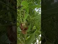 Download Lagu Kamala Puram Roddata #Trending #Ytshorts #Shorts