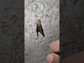 Download Lagu humans are so cruel #fly #insect #insects #cruelty #cruel #crueltyfree