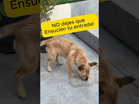 No deje que las mascota se hagan en tu patio o alfombras #receta #cafe #conchó