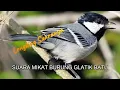 Download Lagu DIJAMIN DATANG...!!! SUARA BURUNG GLATIK BATU COCOK UNTUK MIKAT atau PIKAT