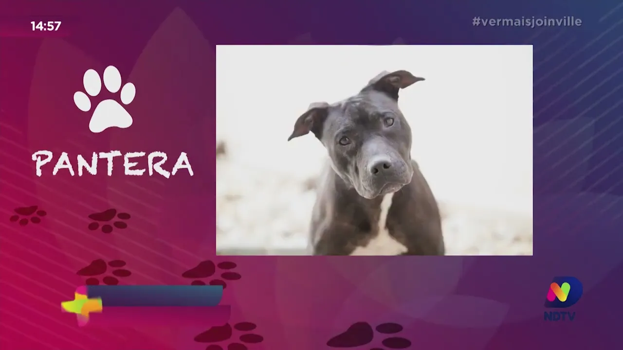 “Adote um Amigo” conheça os animais para adoção no CBEA de Joinville