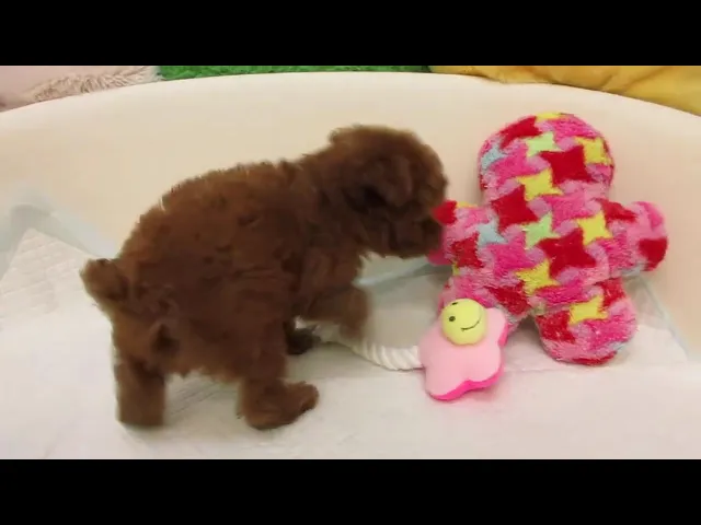 動画