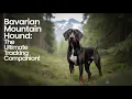 Bavarian Mountain Hound The UItimate Tracking Companion