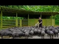 Download Lagu CEO makes bamboo cages for 80 pigs he has raised for the past 5 months