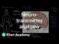 Neurotransmitter anatomy Organ Systems MCAT Khan Academy