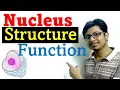 Nucleus structure and function