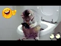 Download Lagu Super Funny Animal Moments 🤣 #8 | Hilarious And CUTE Pet Videos